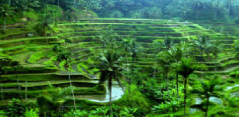 Ubud Tour
