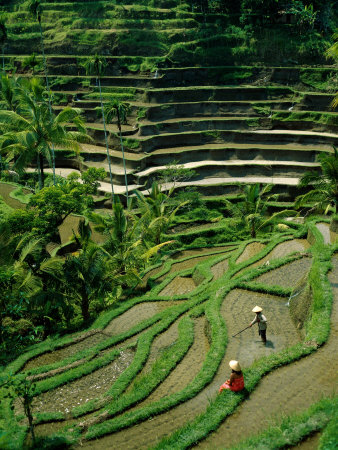 Ubud Tour